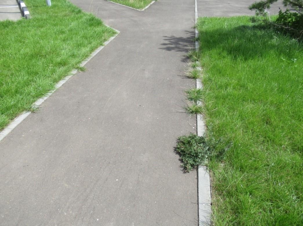 Прорастание травы у бордюра Прорастание травы у бордюра
