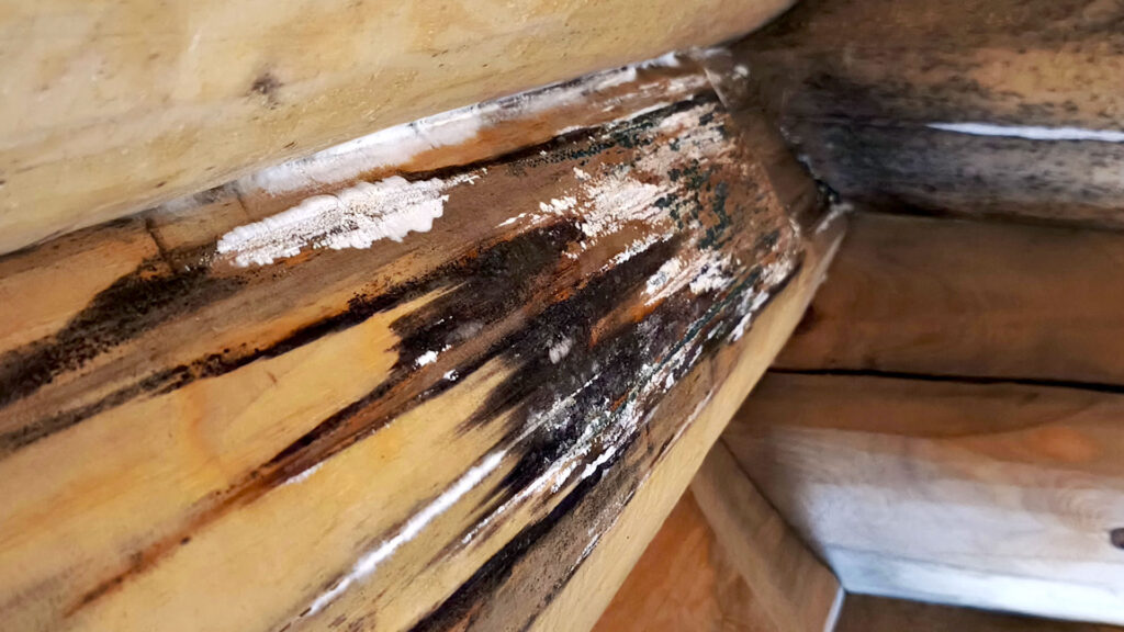 Плесень, тёмные грибные окраски и следы биопоражения на поверхности древесины