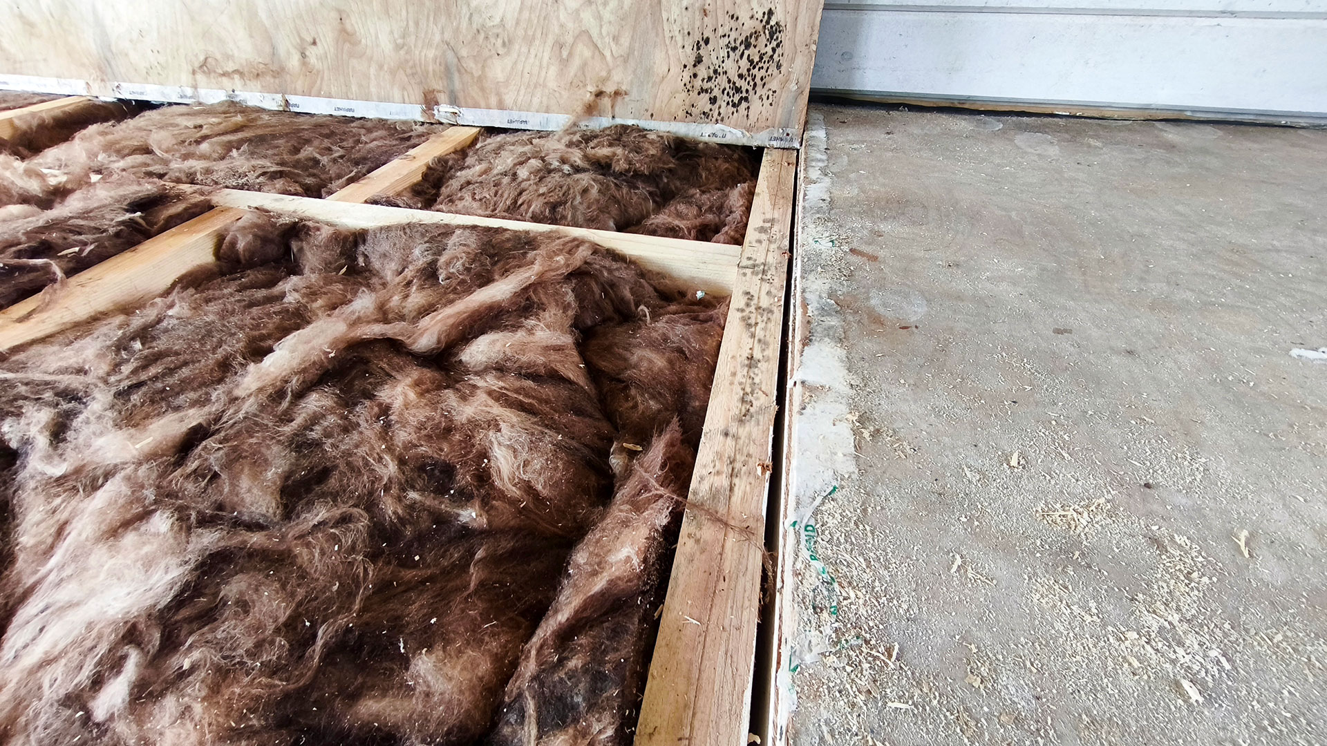 Вскрытие пола после залива: намокший утеплитель внутри конструкции пола